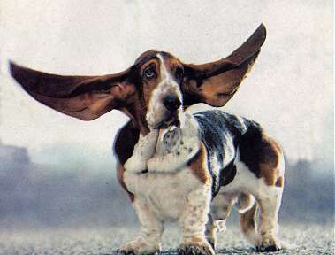 ear ear