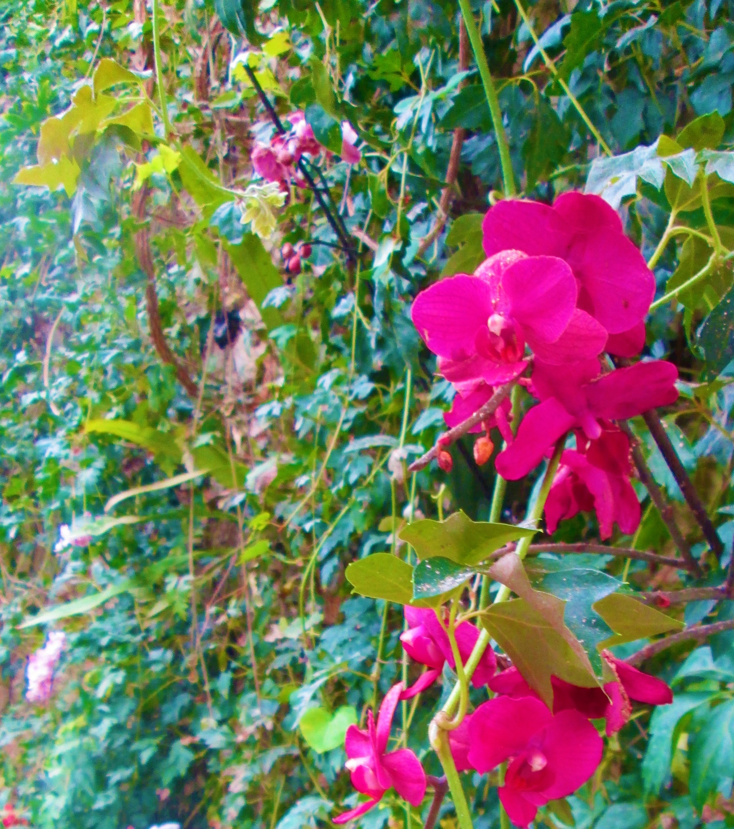 magenta by KJ Hannah Greenberg