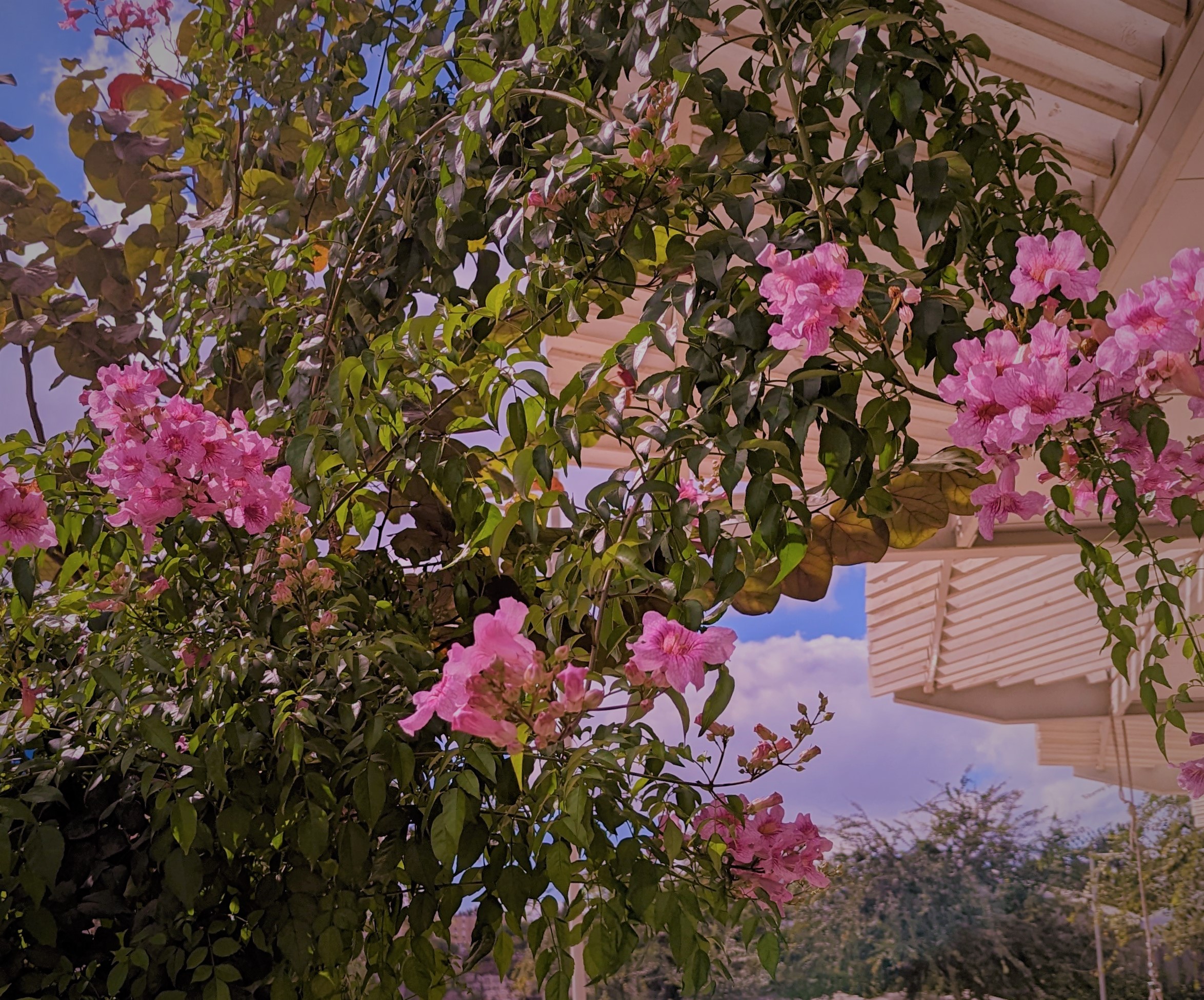 Pink Glory by KJ Hannah Greenberg