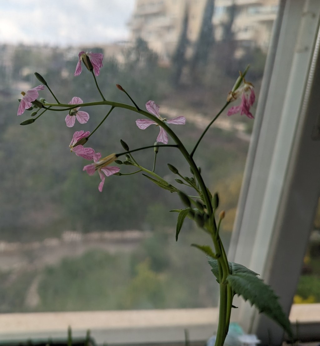 Radish Blossom by KJ Hannah Greenberg