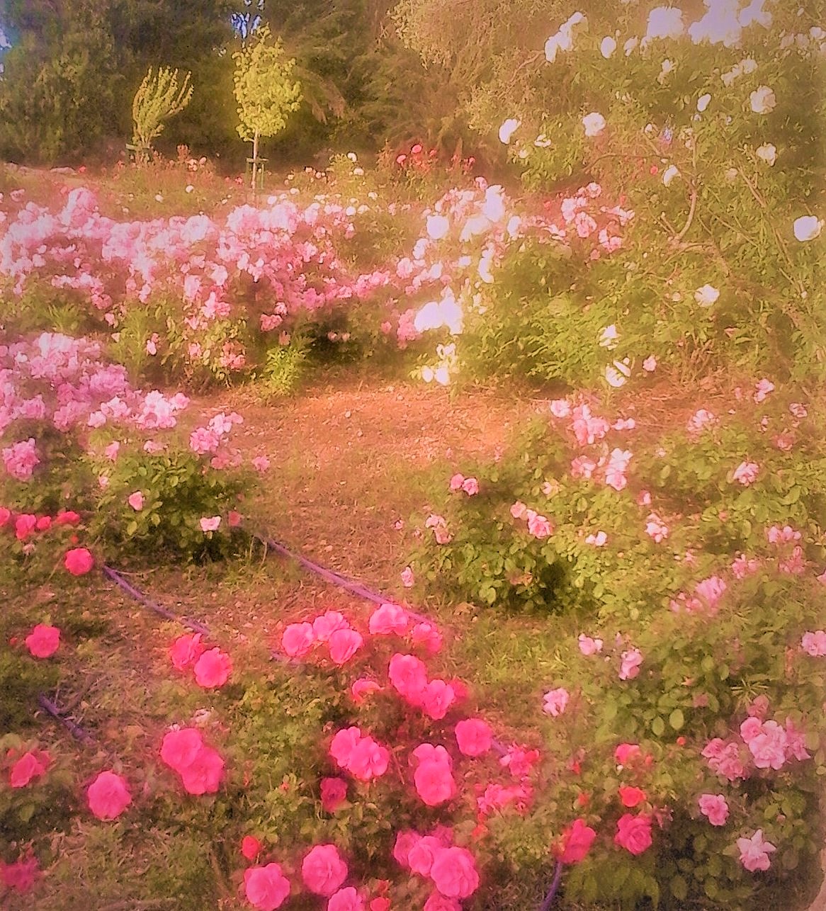 Rose Fantasy by KJ Hannah Greenberg