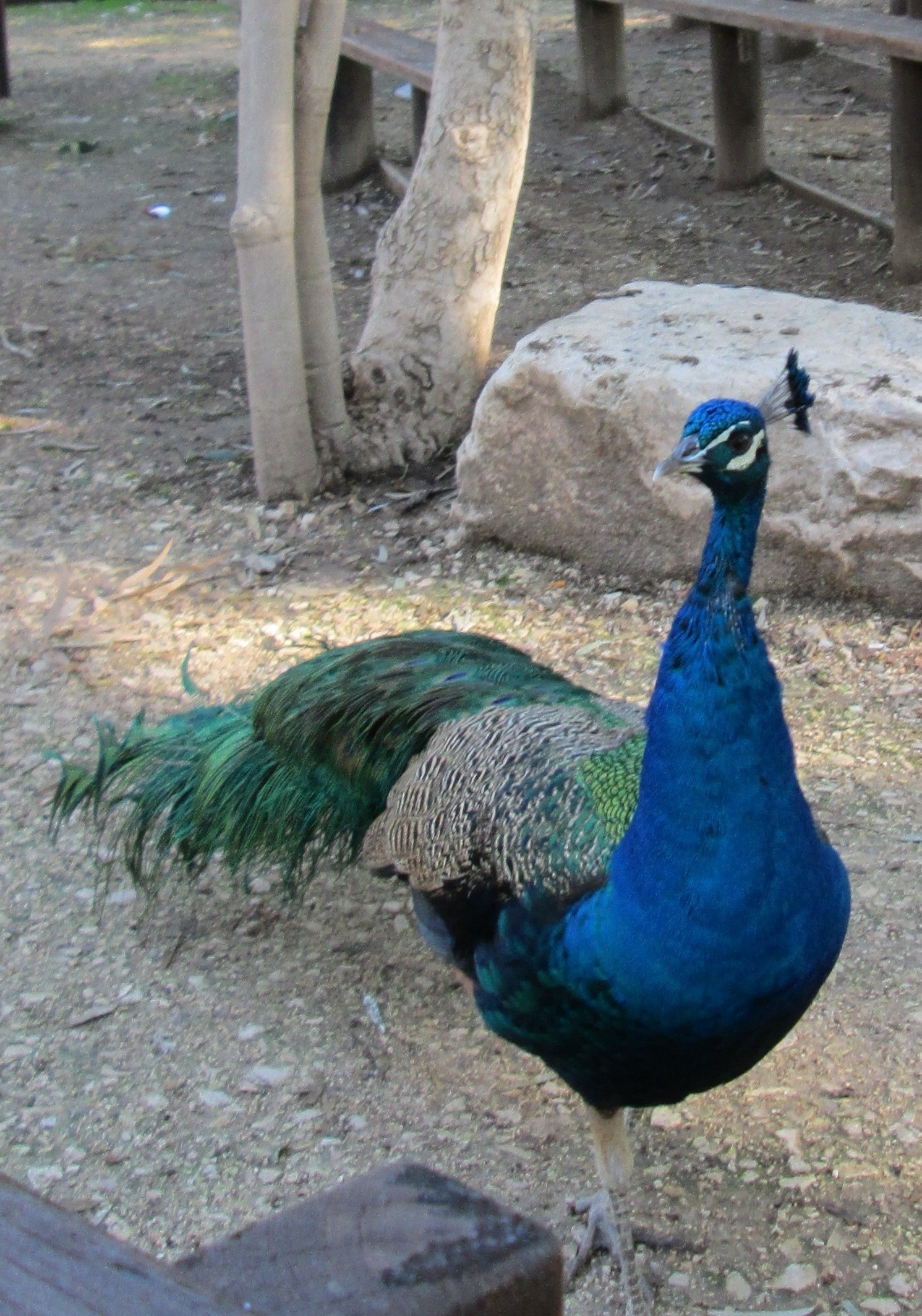 Peacock (2) by KJ Hannah Greenberg