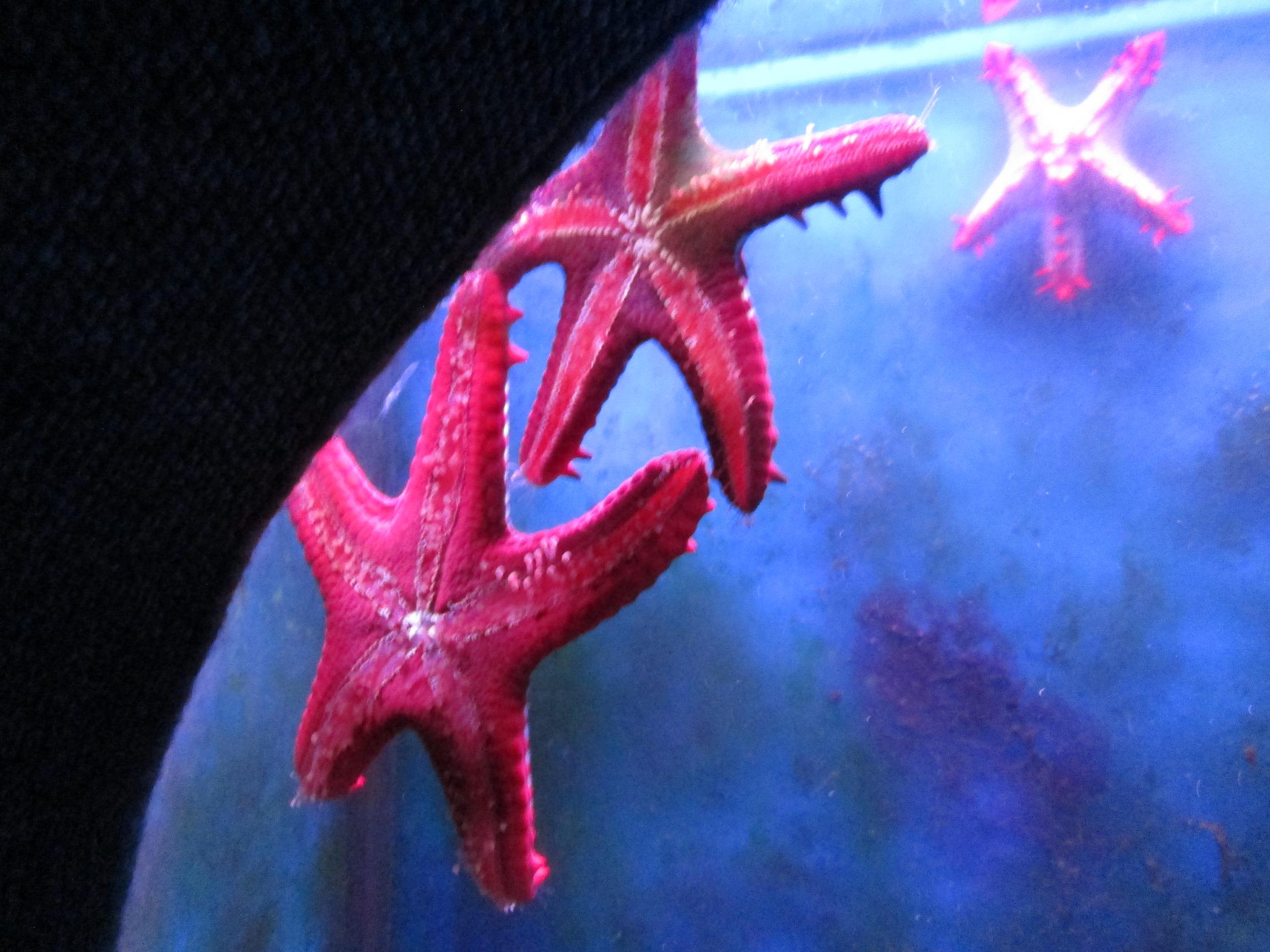 Rosy Starfish by KJ Hannah Greenberg