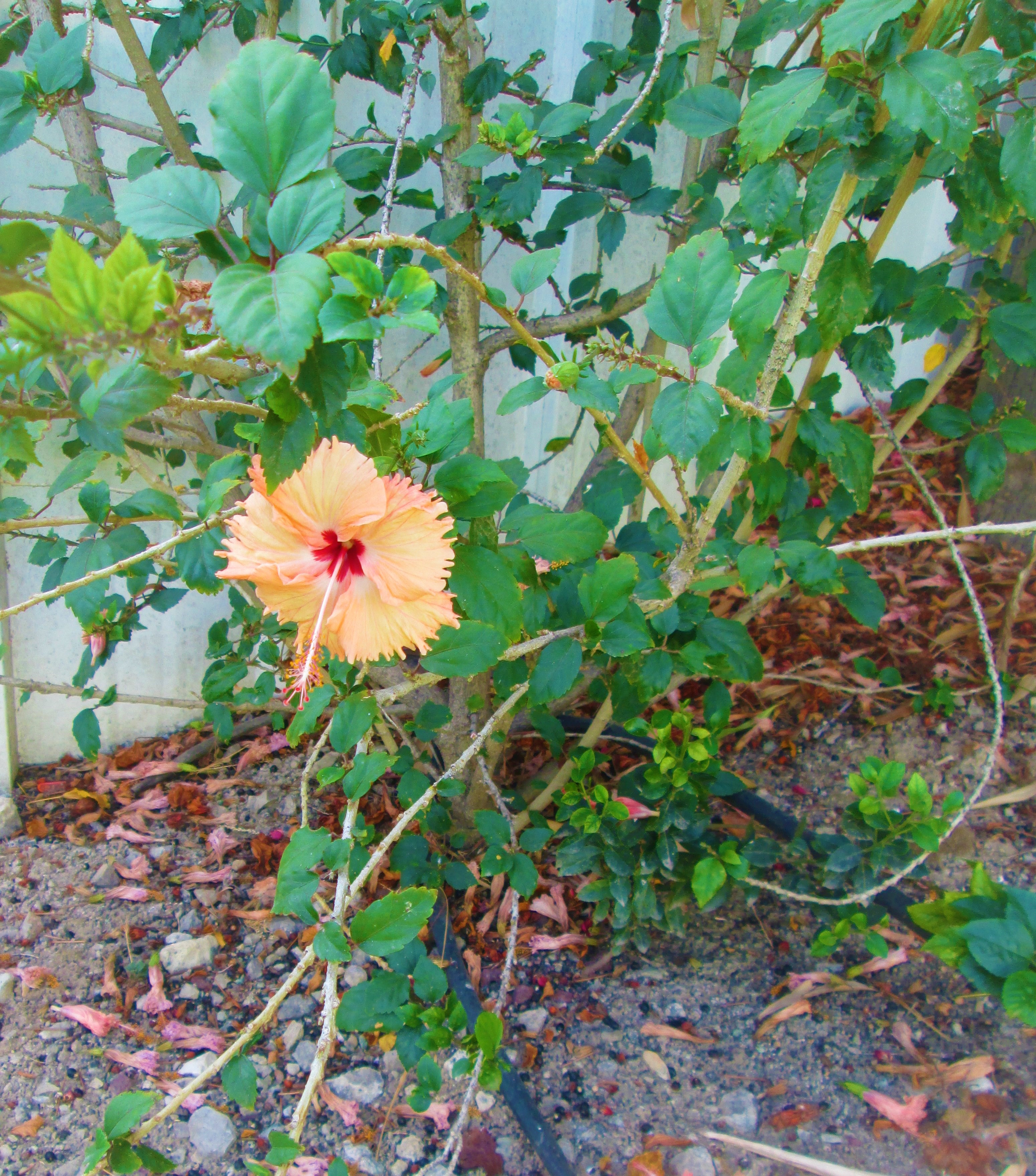 Hibiscus 4 by KJ Hannah Greenberg