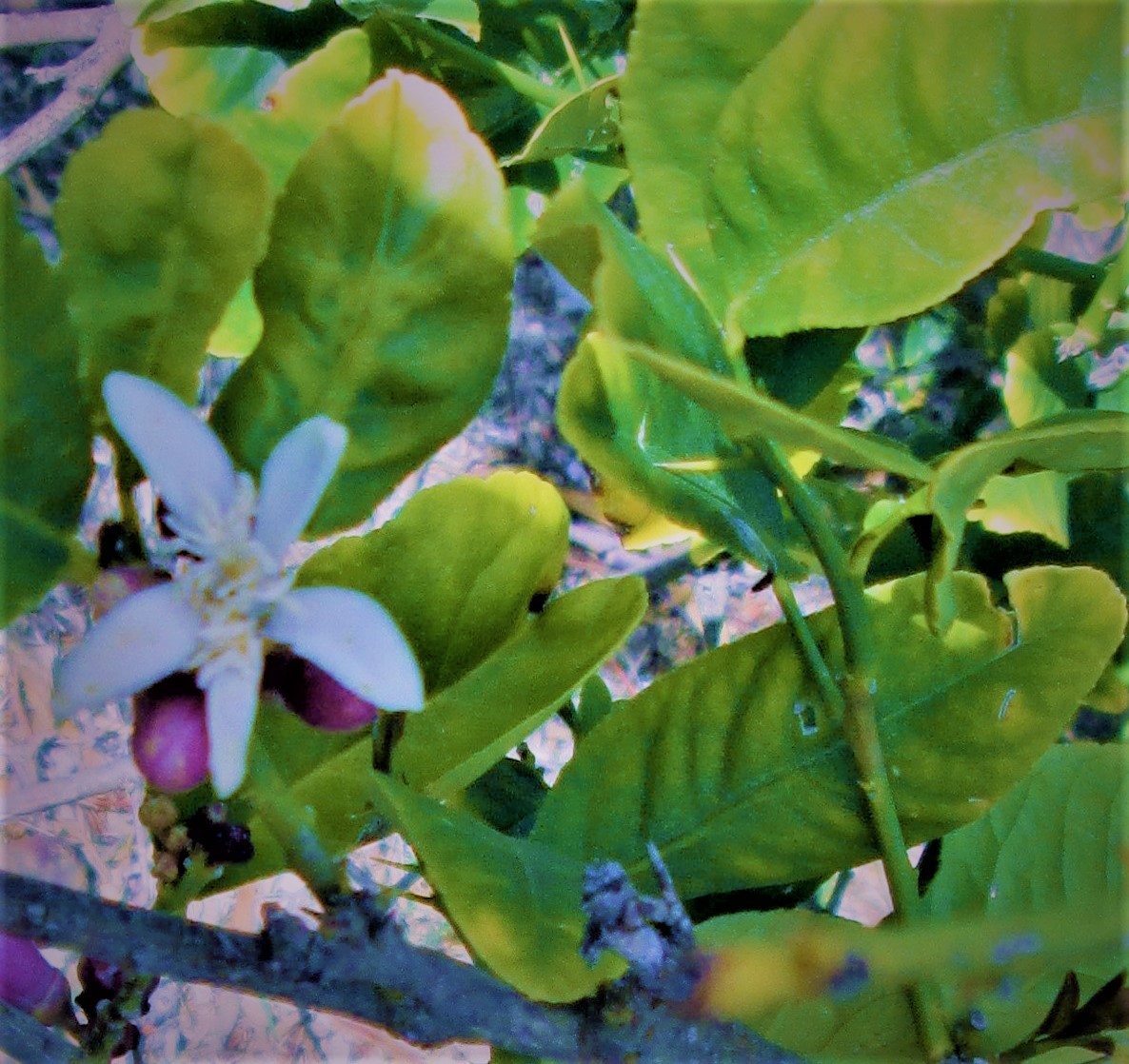 Jasmine 7 by KJ Hannah Greenberg