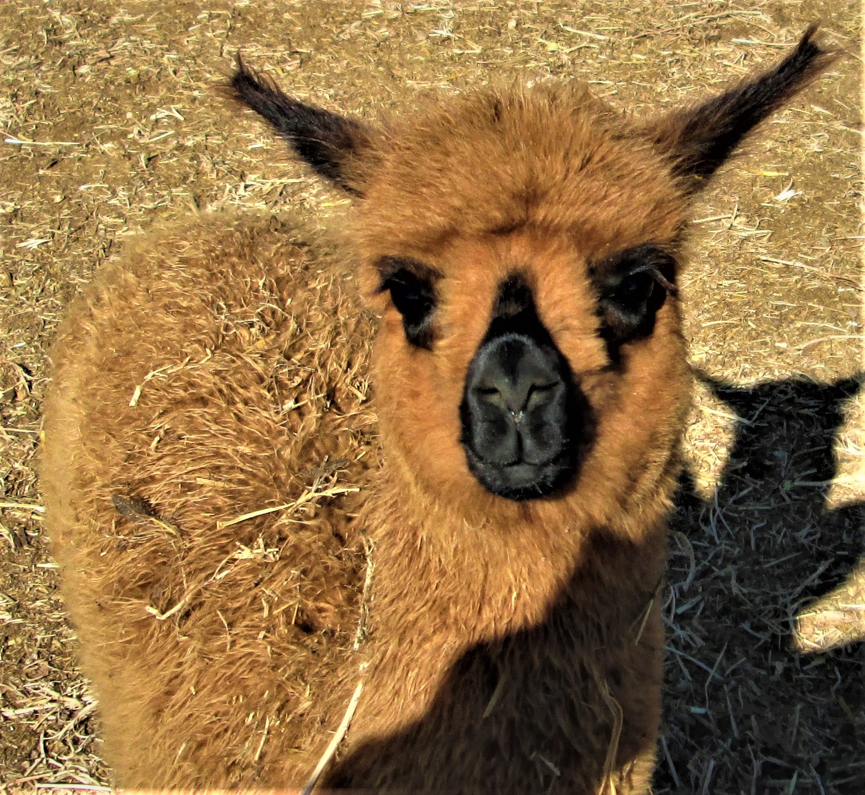 Lovely Little Face by KJ Hannah Greenberg