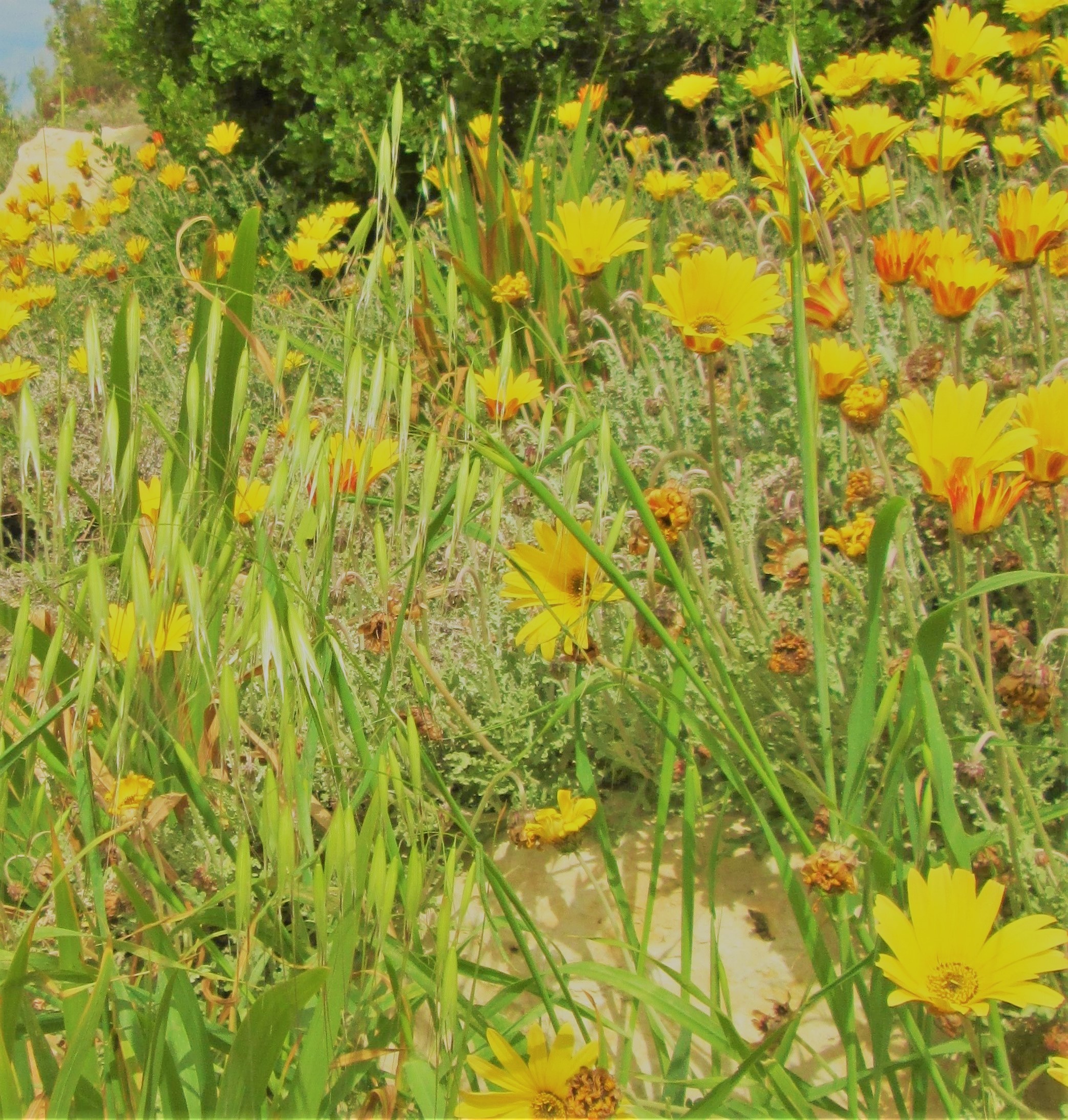 Happy Yellows by KJ Hannah Greenberg