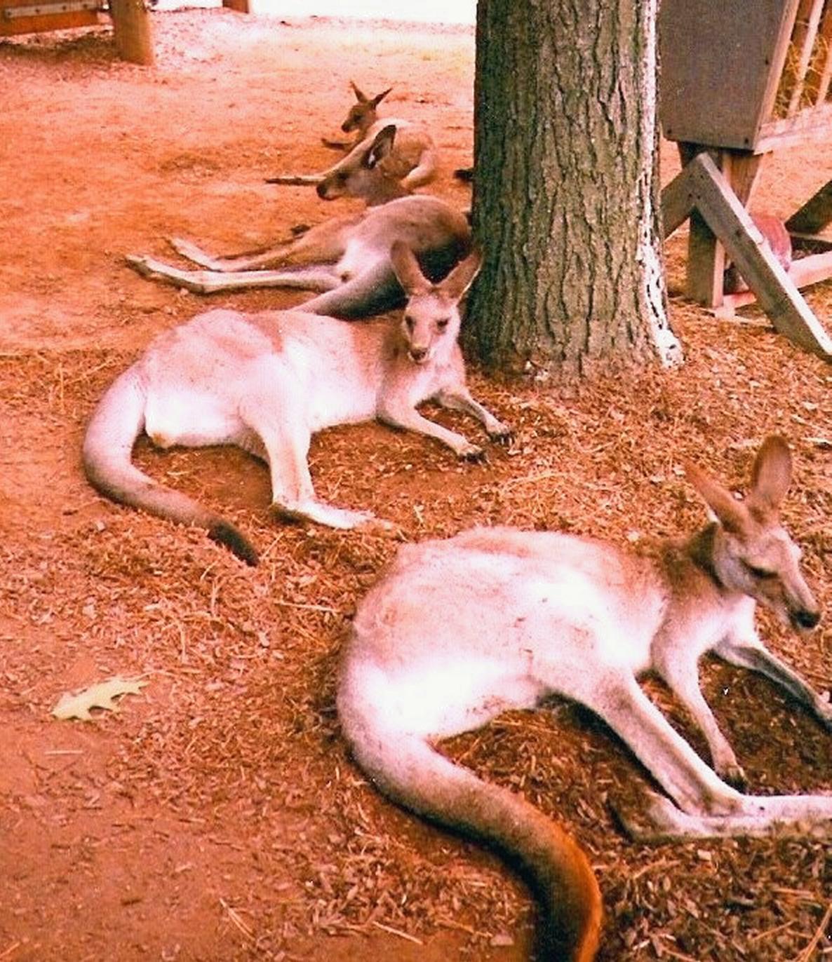 Roos by KJ Hannah Greenberg