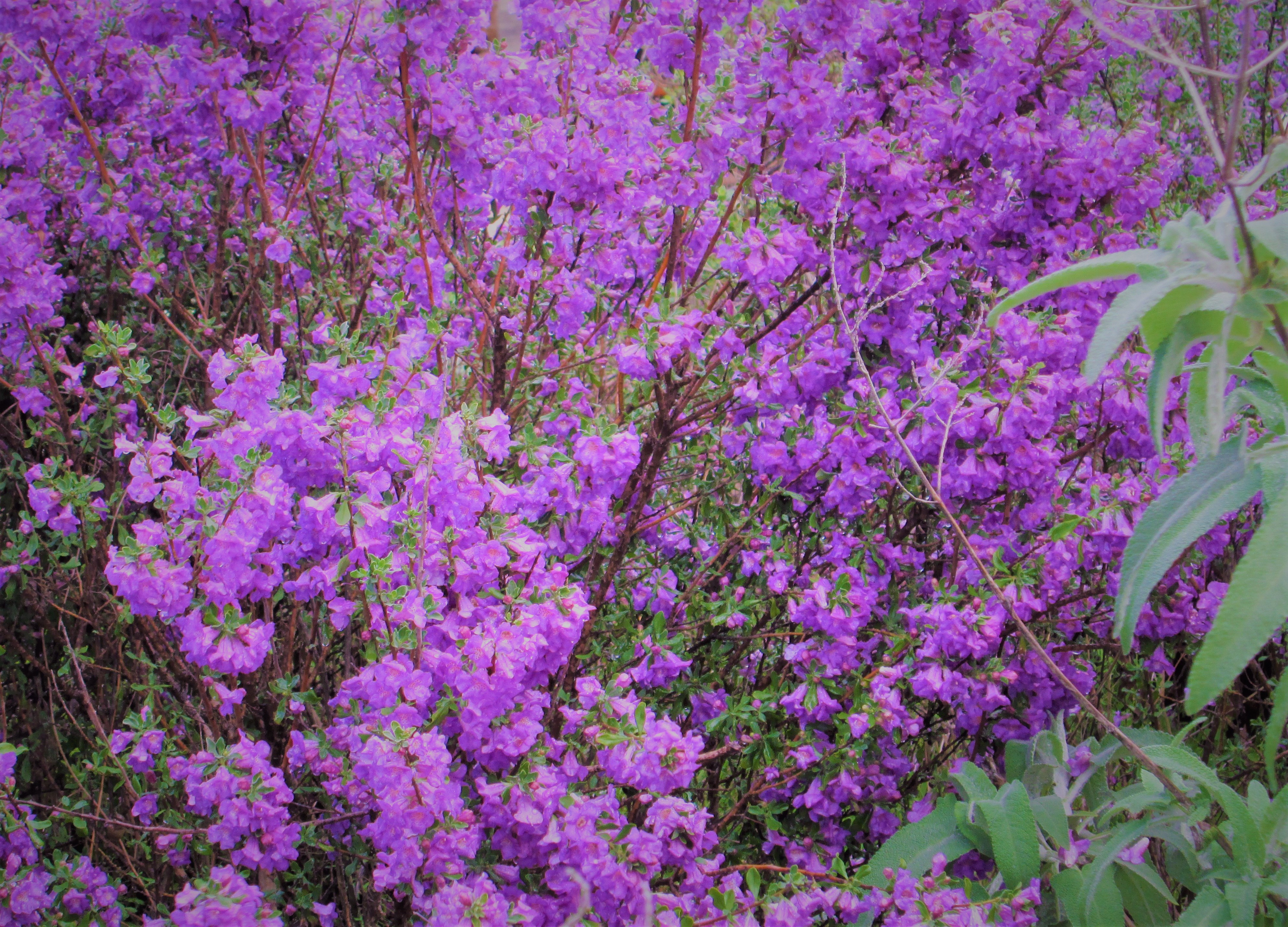 Rosemary in Bloom by KJ Hannah Greenberg
