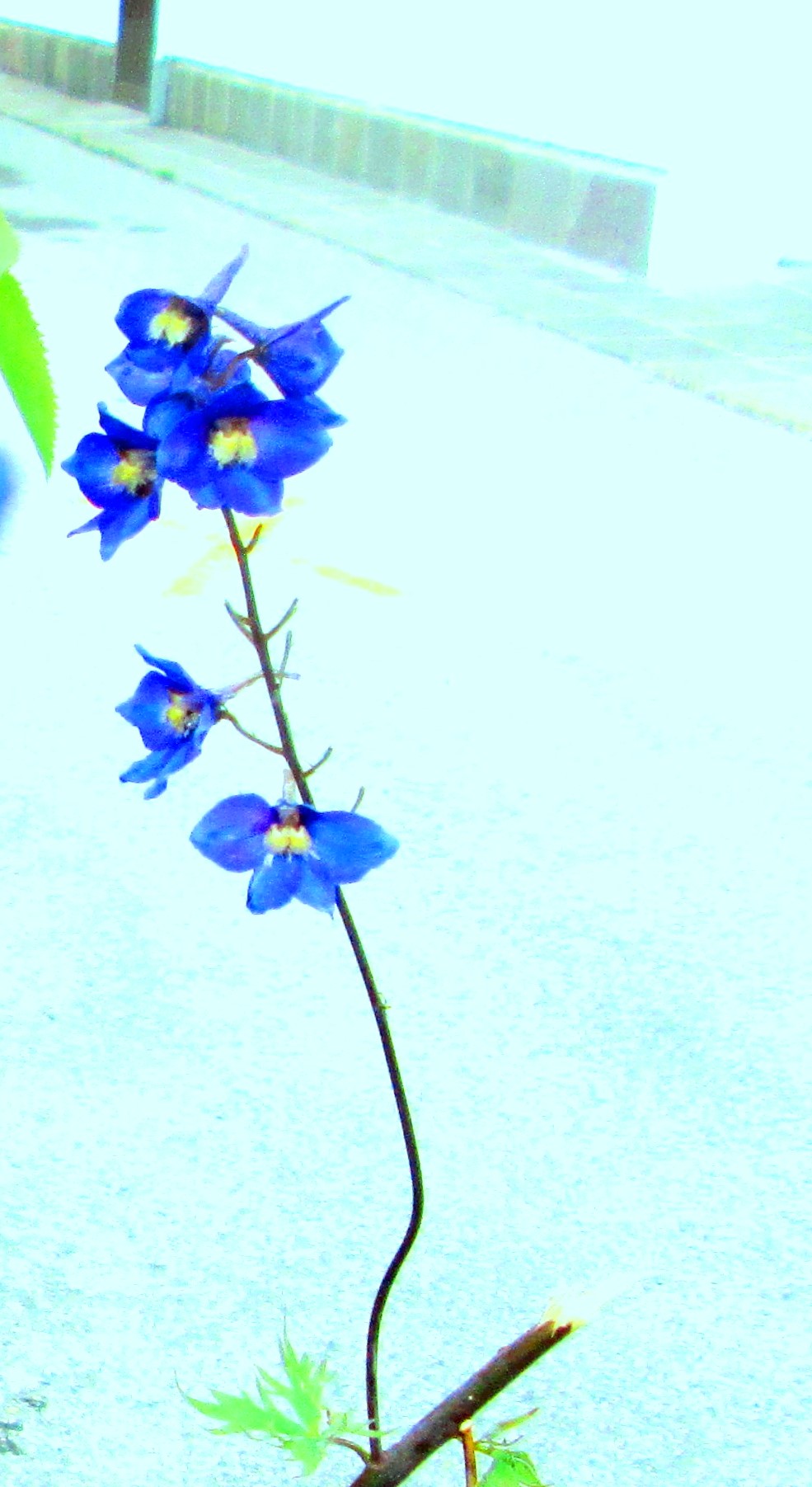 Village Flower by KJ Hannah Greenberg