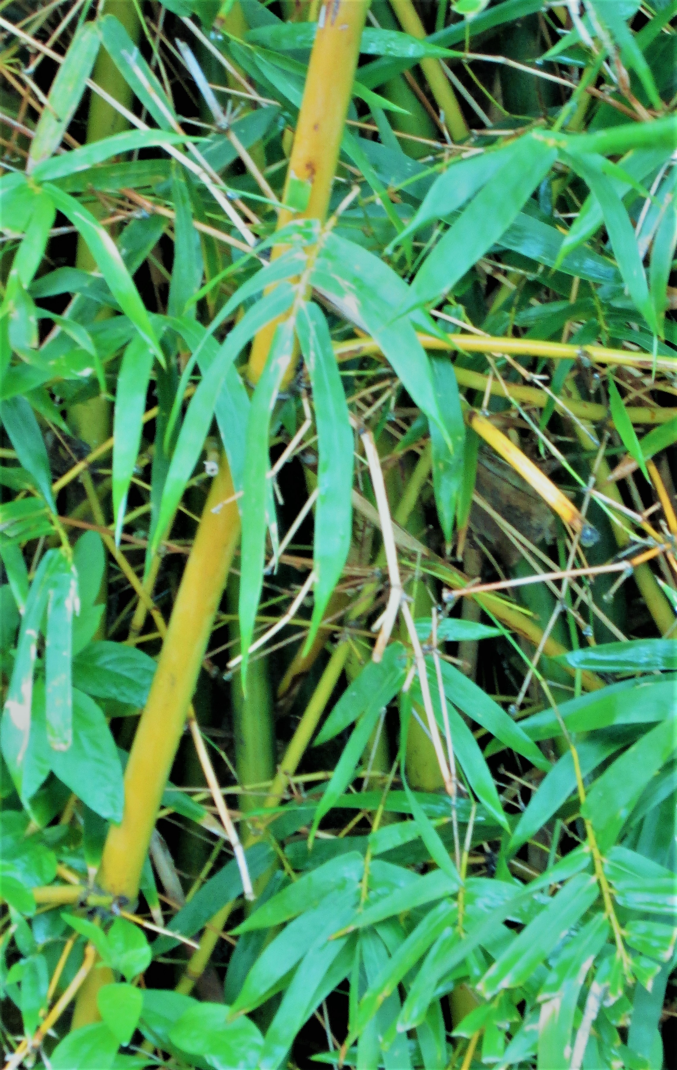 Bamboo 2 by KJ Hannah Greenberg