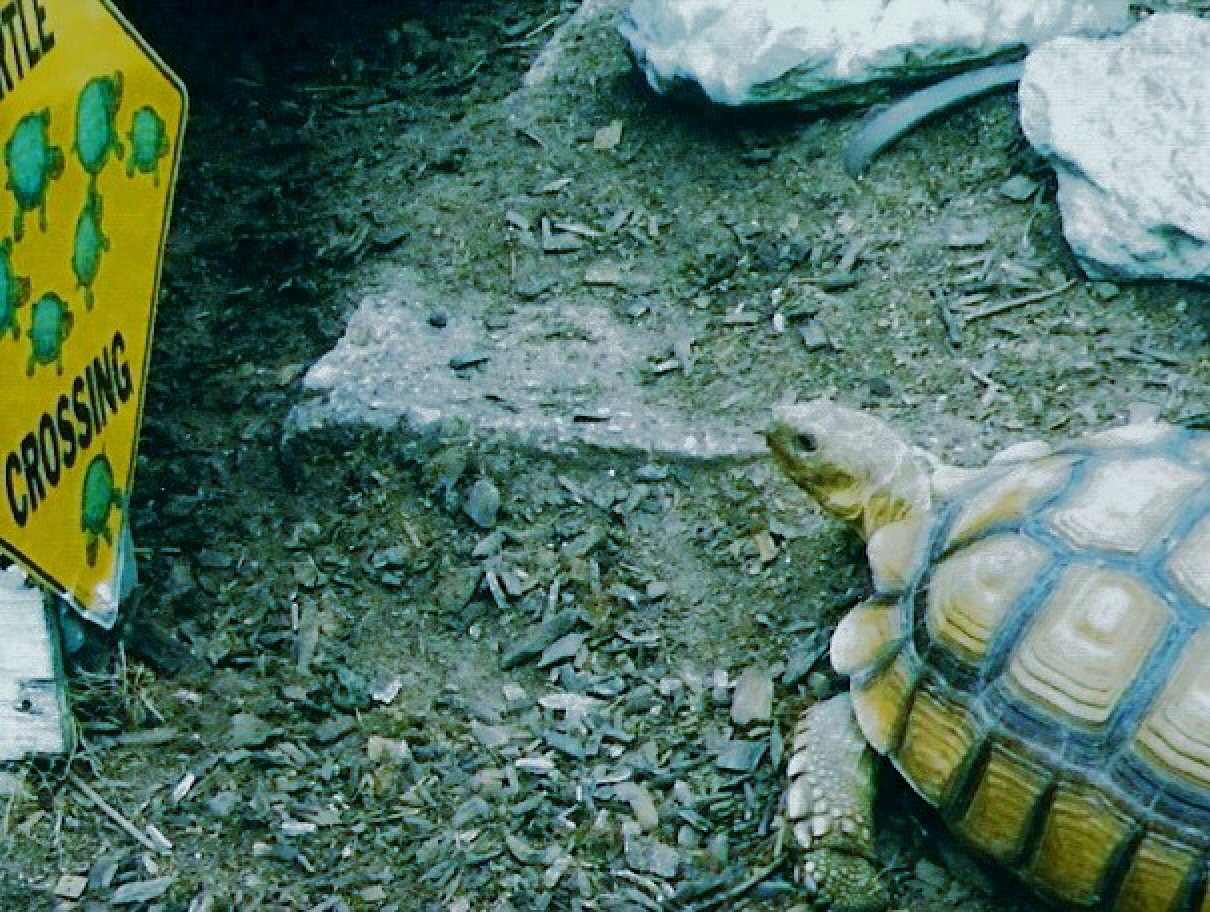 Contemplation by KJ Hannah Greenberg