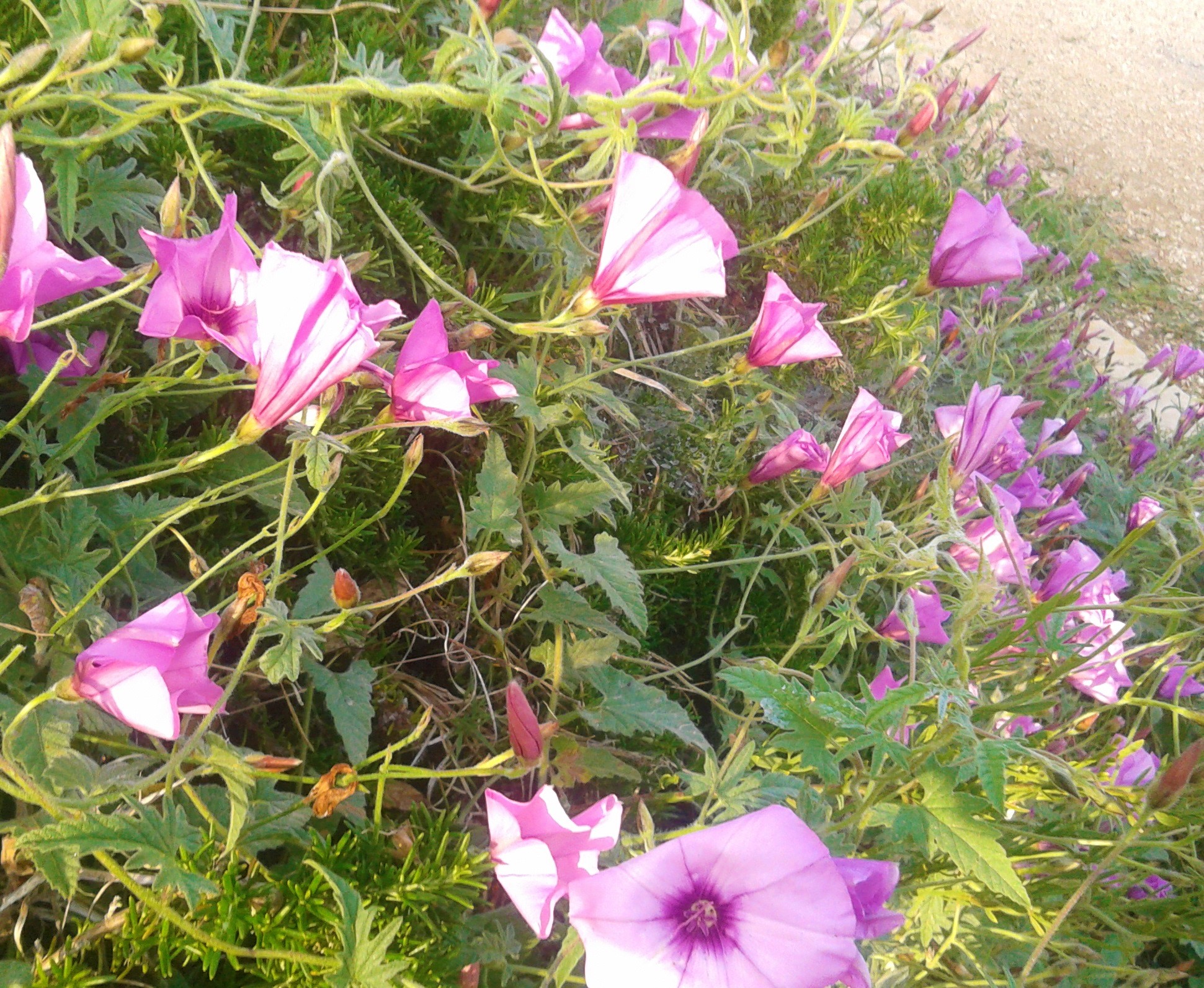 Joyful Blossoms by KJ Hannah Greenberg