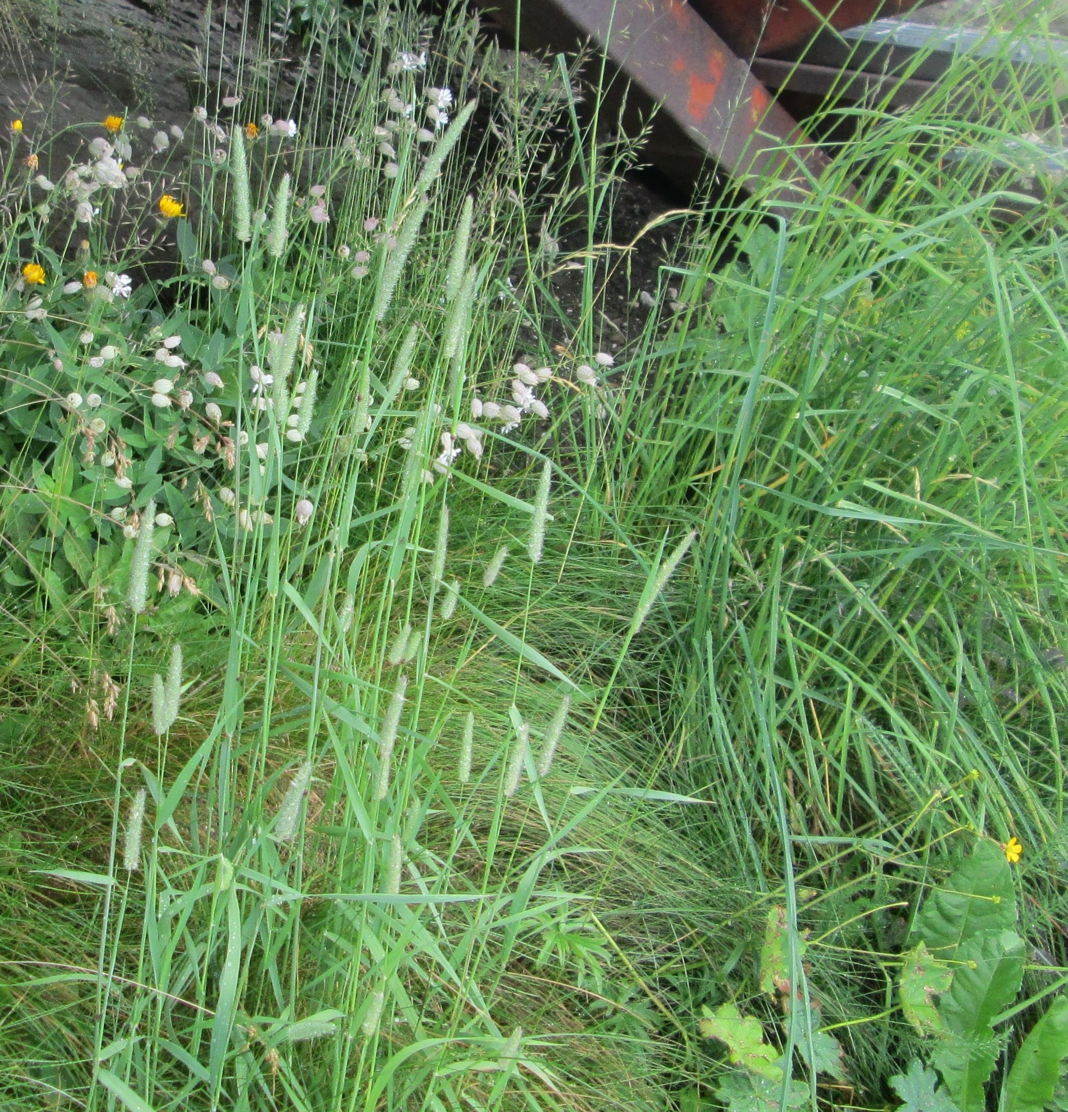 Alpine Forbs by KJ Hannah Greenberg