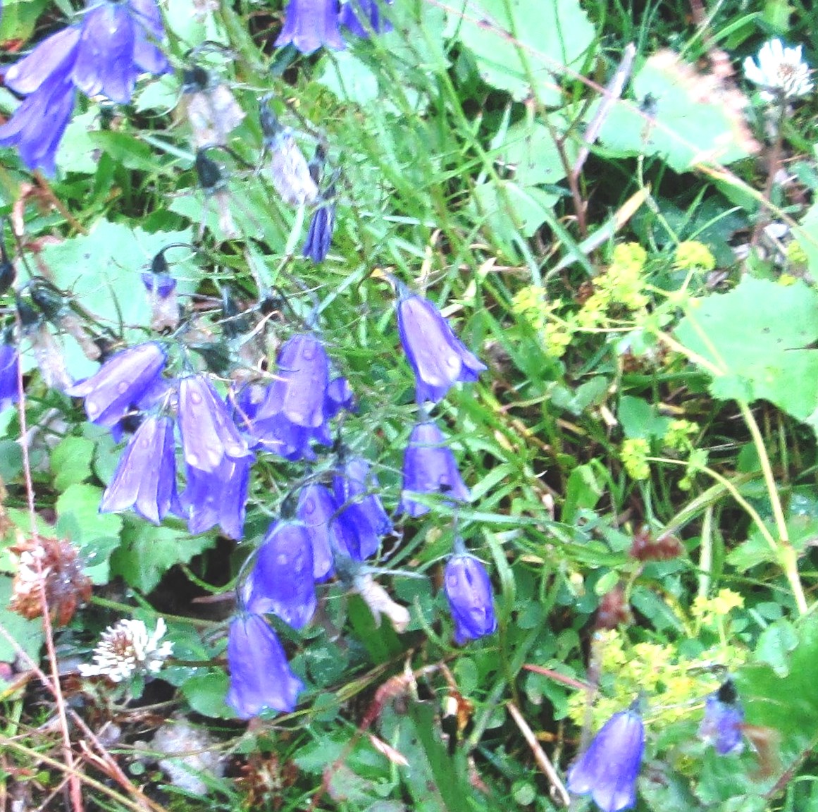 Mountain Blooms by KJ Hannah Greenberg