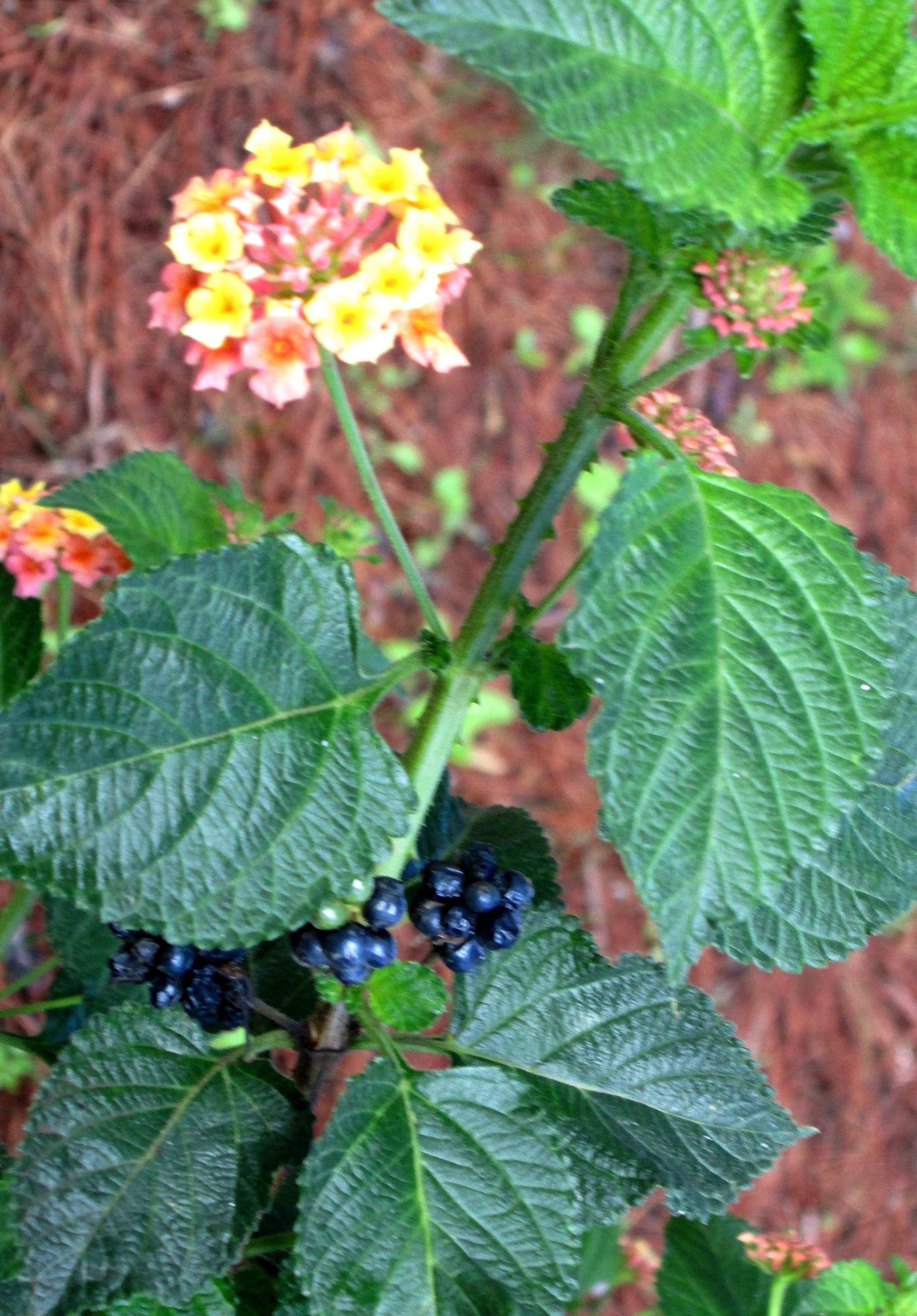 Buds and Berries by KJ Hannah Greenberg