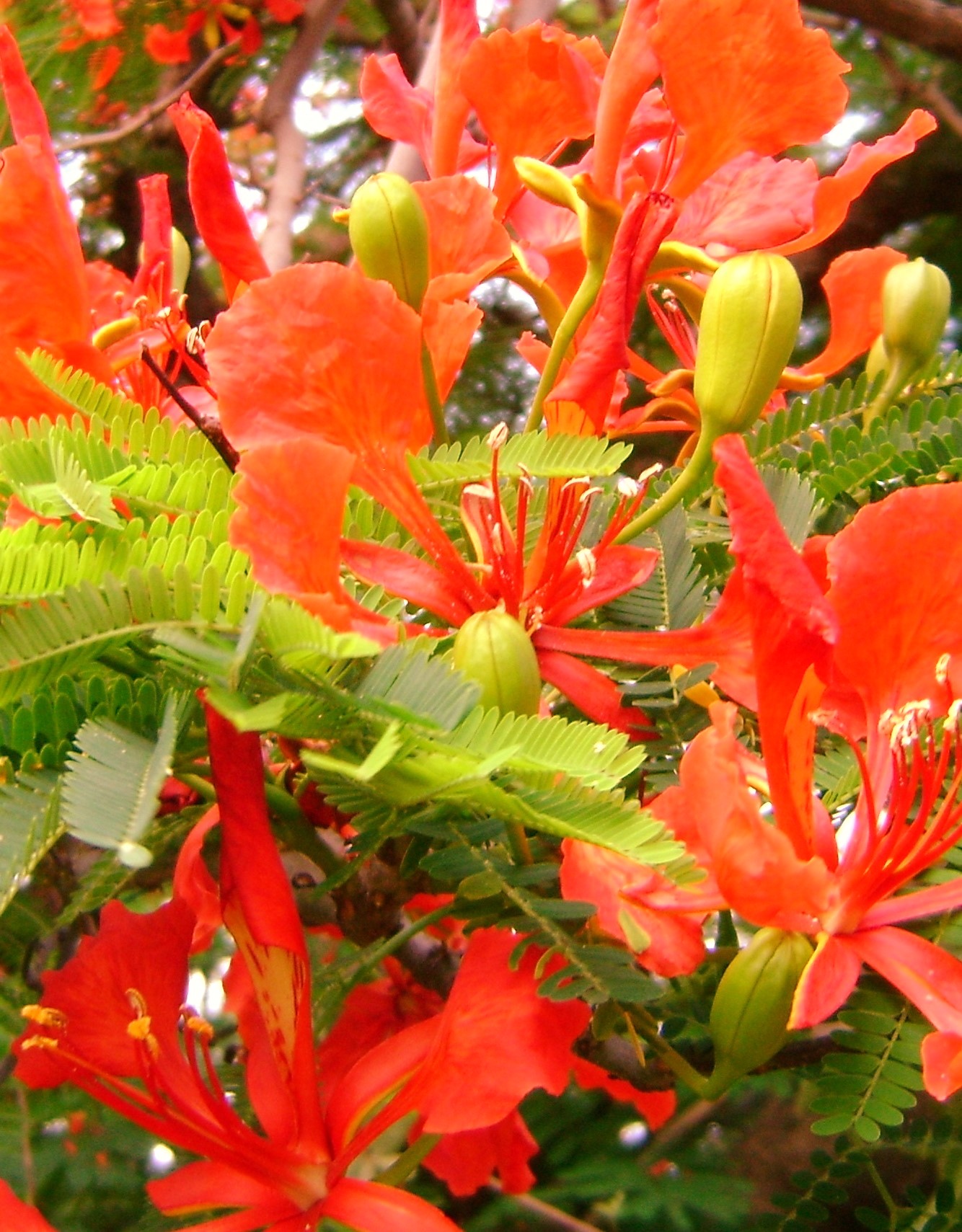 Blooming Red by KJ Hannah Greenberg