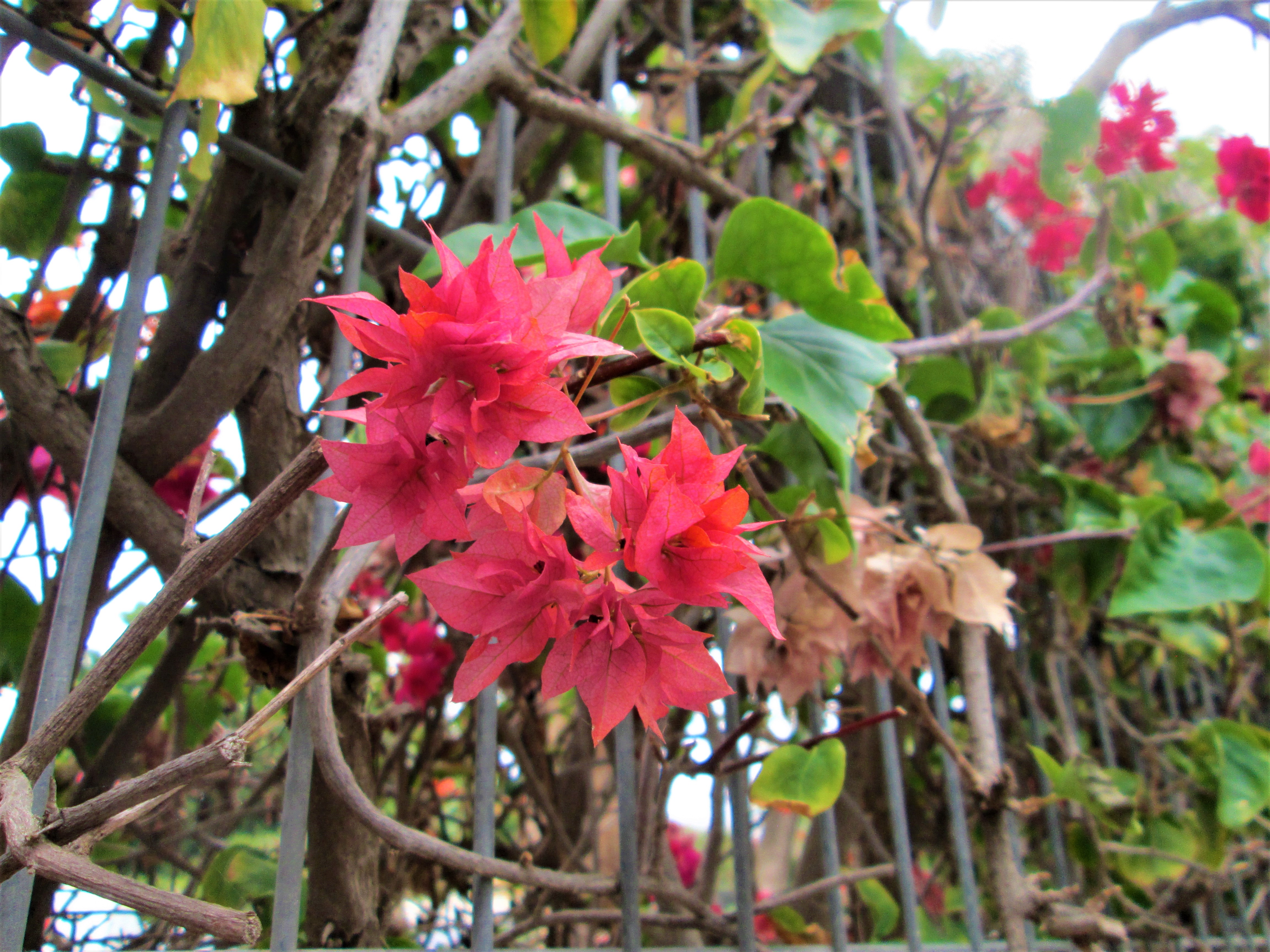Bougainvillea1 by KJ Hannah Greenberg