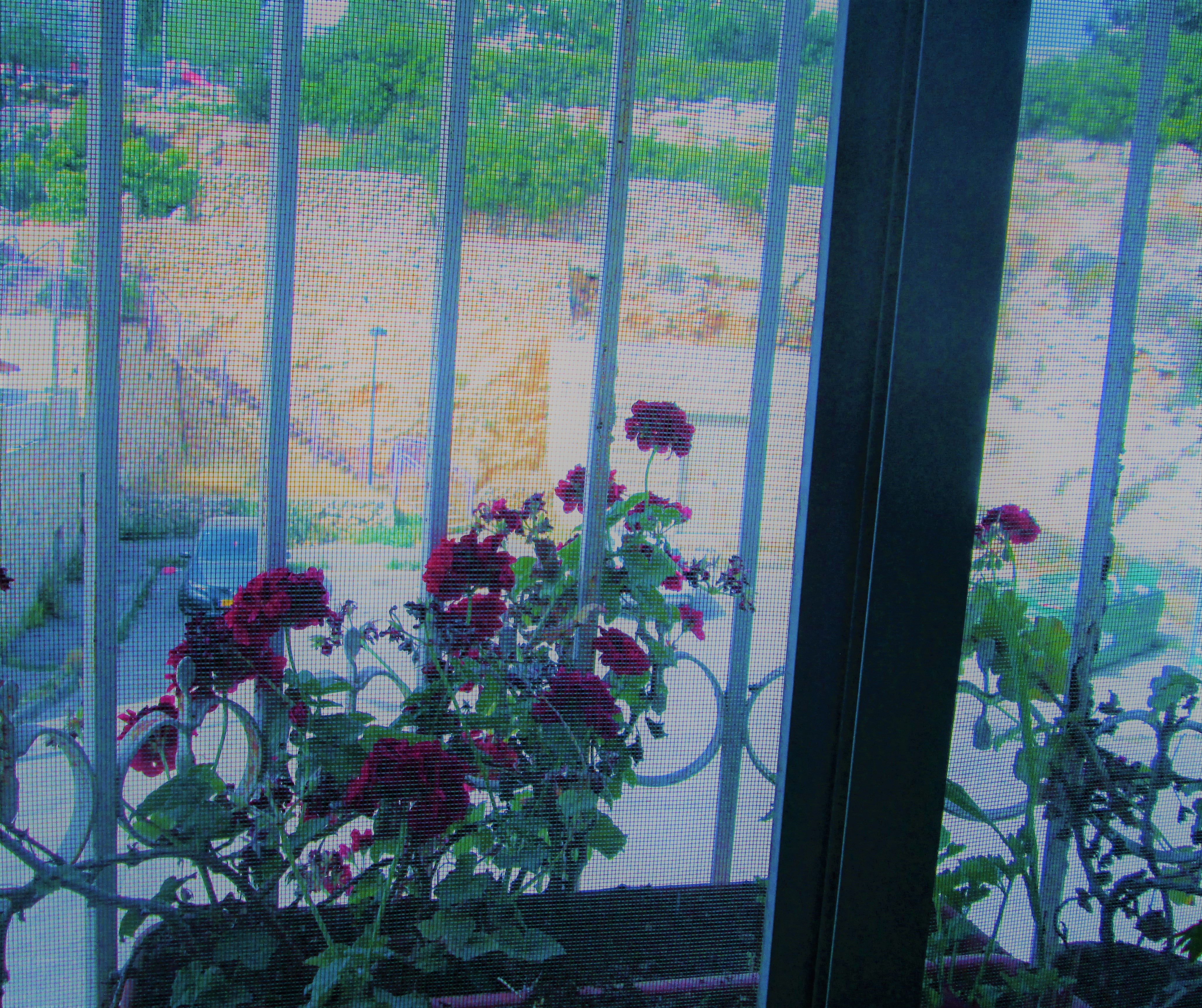 Geraniums 17 by KJ Hannah Greenberg