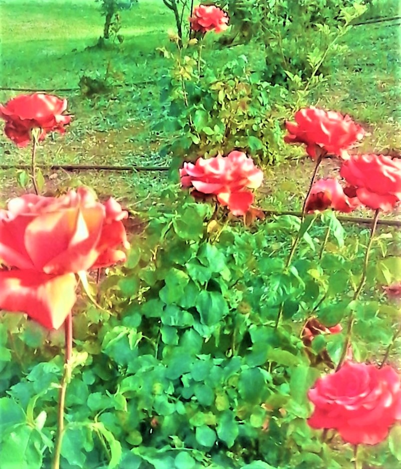 Rose Blush by KJ Hannah Greenberg
